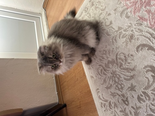 Sevimli dostuma gerçek hayvan sevgisi olan vicdanlı bir yuva arıyorum fotoğraf