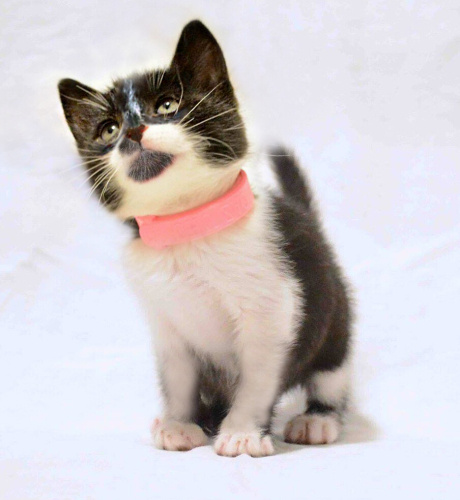 0532 202 91 32 VETERİNERDEN SMOKIN CİNSİ 2.5 AYLIK İLKAŞILI KIZIM DAISY fotoğraf