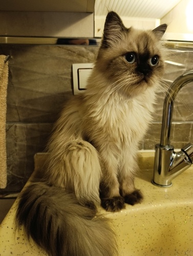 Prenses mi prenses fotoğraf