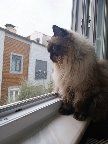 Sahibine sarılma hastası bir kedi fotoğraf