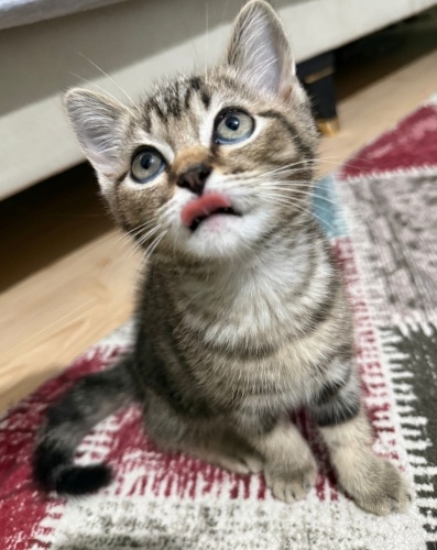 3.5 aylık yeni yuvasını arıyor anne blue point baba golden tabby fotoğraf