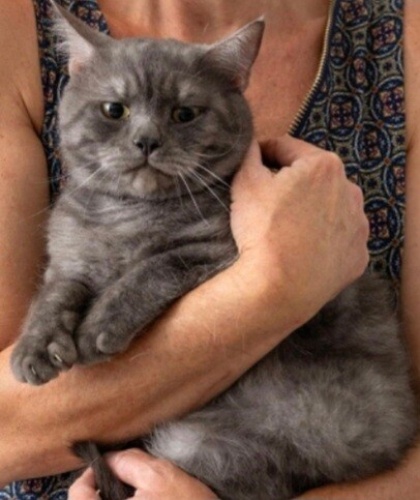 ARES İLAN ARIYOR fotoğraf