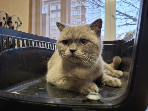 Sıcak yuva arıyoruz fotoğraf