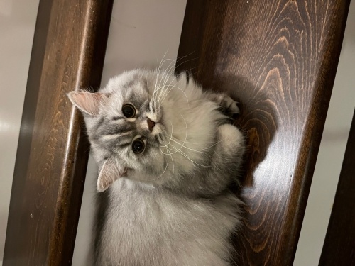 Kedimizi Acil Ücretsiz Sahiplendiriyoruz fotoğraf