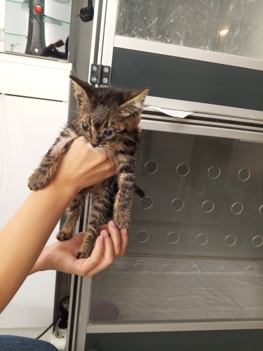 ENGELLİ CANLARA ÖNCELİK!! fotoğraf