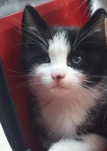 Yeni doğan yavru yuva arıyor fotoğraf