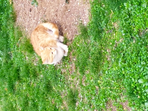 Sıcakkanlı ve urkek fotoğraf