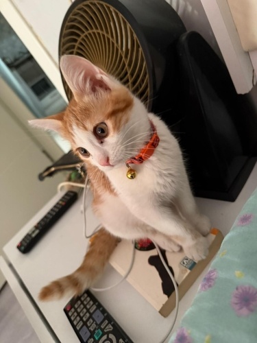 Egitimli akilli bu tatli minik sarmana sonsuza kadar guzel bakacak aile ariyoruz fotoğraf