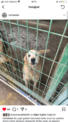Barınaktan kurtulmayı bekliyor. fotoğraf