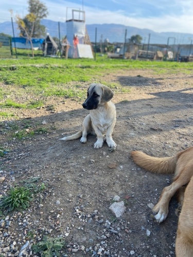 minik fındık yuva arıyor fotoğraf