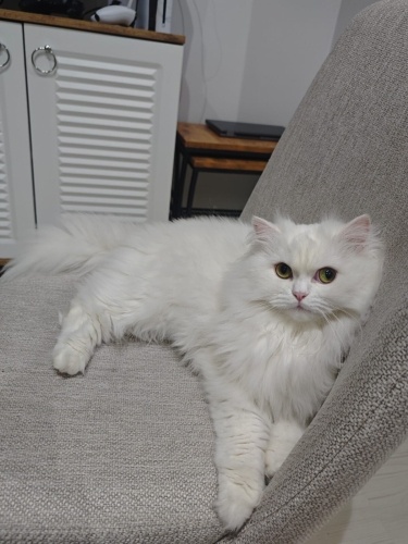 Evizimin prensesini zorunluluktan sahiplendiriyoruz fotoğraf