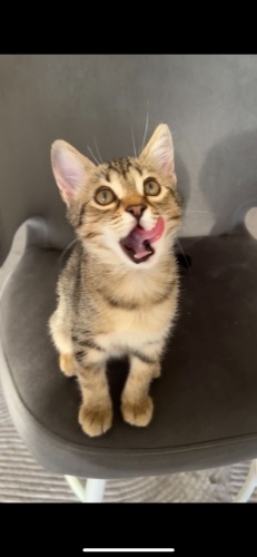 Tatlı kıza yuva arıyoruz fotoğraf