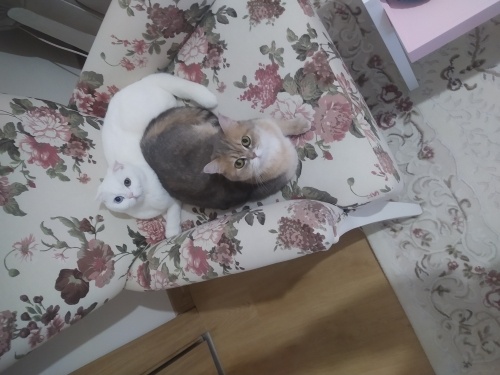 Çok tatliiiii aşılı ve kısırlaştirildi fotoğraf