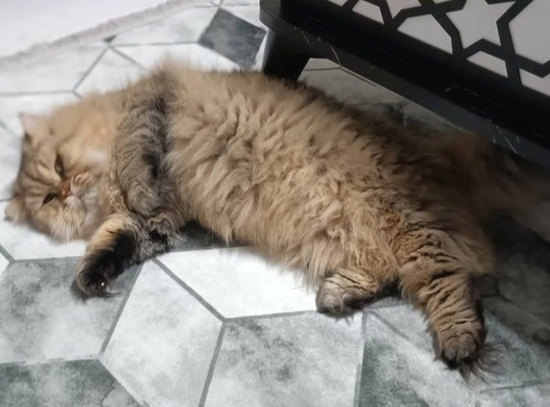 YAKLAŞIK 7 AY CİVARI İRAN KEDİSİ ( PERSİAN) fotoğraf