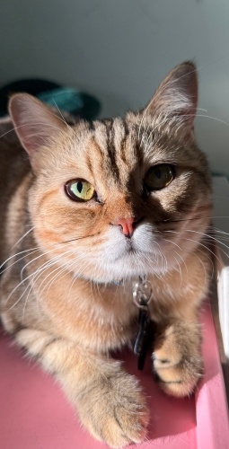 Britihs golden tabby fotoğraf