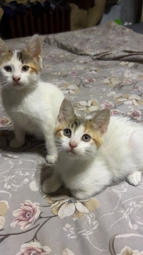 3 kardeş yuva arıyor fotoğraf