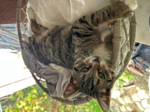 Cana yakın sürekli kucakta mırlayan bir kedi fotoğraf