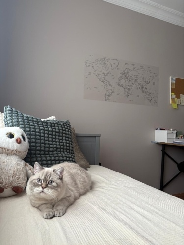 Uysal Numi'mize yuva arıyoruz. fotoğraf