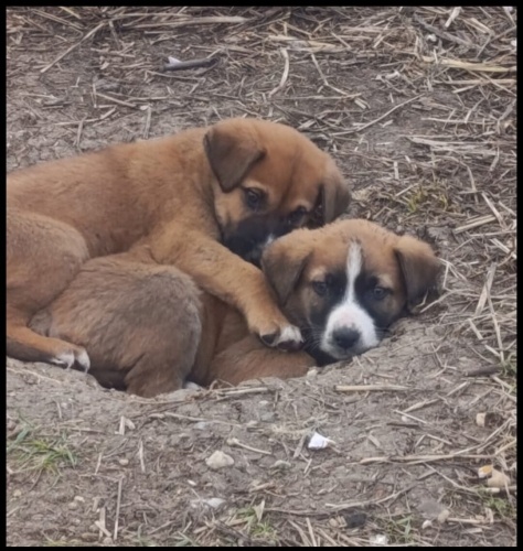 Acil yuva aranıyor fotoğraf