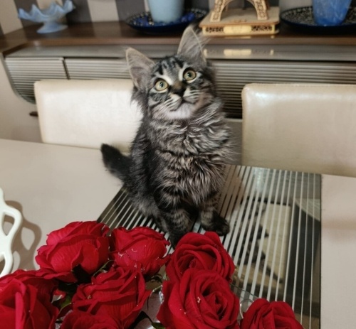 Acil yuva aranıyor fotoğraf