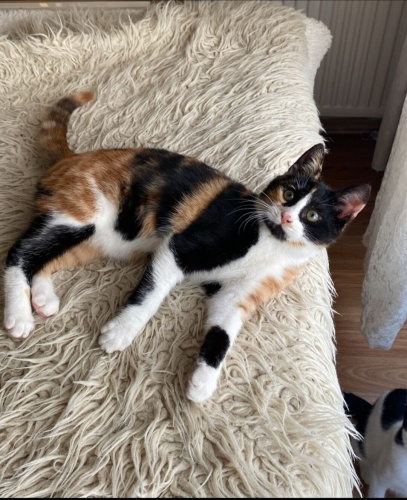 Acil yuva aranıyor fotoğraf