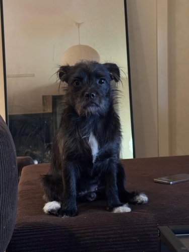 Oyun ve sevgi delisi dora fotoğraf