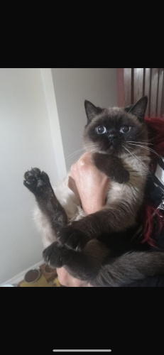 Blue Point yuva arıyor fotoğraf