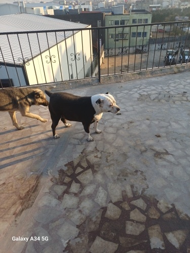 Kızımızı sahiplendirmek istiyoruz. fotoğraf