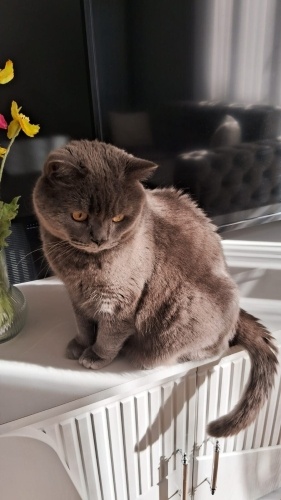 ÜCRETSİZ SAHİPLENDİRME - 2 Yaşında Erkek British Shorthair fotoğraf