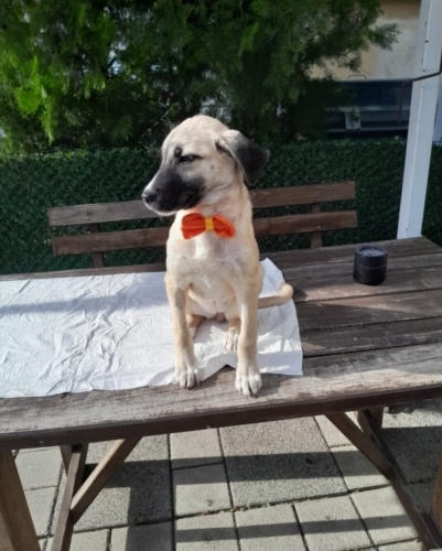 AŞILARI TAM KANGAL MELEZİ‼️ fotoğraf