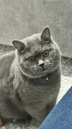 Erkek British 2 yaşındaki kendimi sahiplendiriyorum fotoğraf