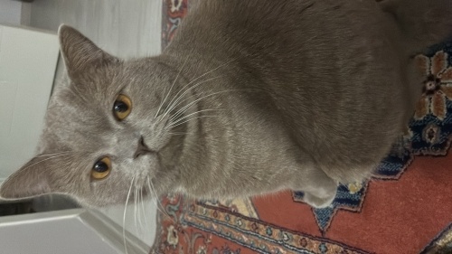 Carlos yuvasını arıyor fotoğraf