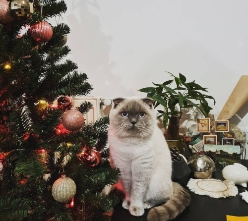 Yurtdışına Taşınıyor Olmam Sebebiyle Yeni Bir Yuva Arayışındayım fotoğraf