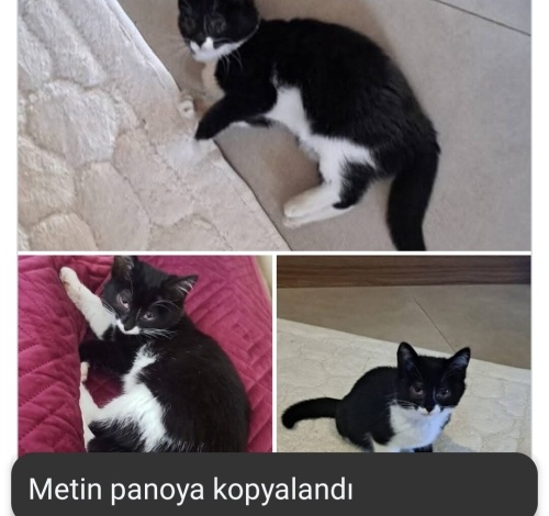 Ömürlük yuva arıyor fotoğraf