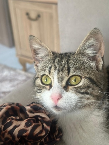 Narin ömürlük yuvasını arıyor fotoğraf