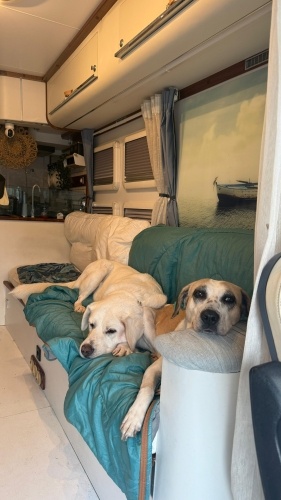 BEAGLE-LABRADOR MELEZİ KISIR‼️ fotoğraf