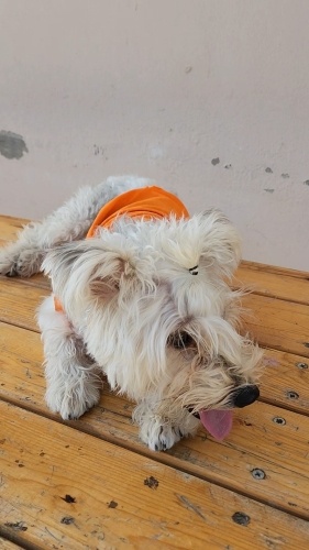 Çok oyuncu ve hareketli oğlumuzu sahiplendiriyoruz. fotoğraf