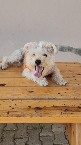 Çok oyuncu ve hareketli oğlumuzu sahiplendiriyoruz. fotoğraf