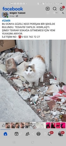 GÜZELLER GÜZELİ CALİCO KISIR‼️ fotoğraf