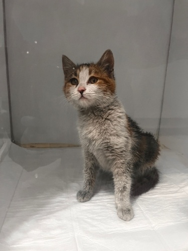 ARABA MOTORUNA SIKIŞAN CANA ACİL YUVA fotoğraf