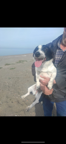 Leydi Ömürlük Yuvasını Arıyor fotoğraf