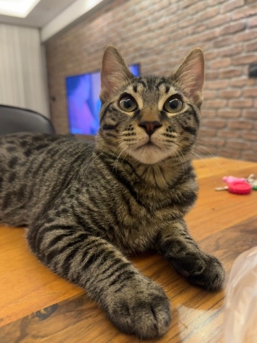 GECEYİ KİMSE İSTEMİYOR AMA O BİR AİLE İSTİYOR :( fotoğraf