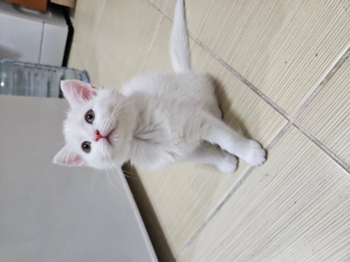 İsmi gibi ''mirmir'' insan canlısı fotoğraf