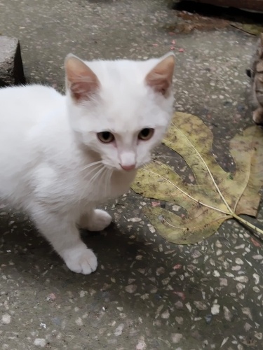 KÂR BEYAZI OĞLUMA YUVA fotoğraf