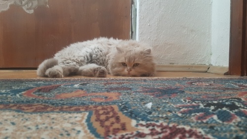 Kaju yeni evini ariyor fotoğraf