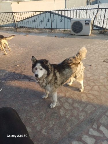 BONCUK GÖZLU HUSKYİMİZ fotoğraf