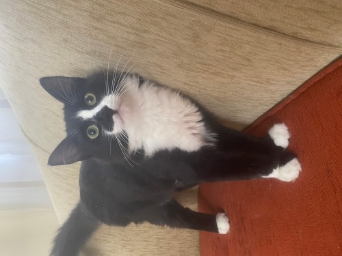 İdo ömürlük yuvasını arıyor fotoğraf