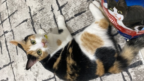 Güzel Kızımıza Ev Arıyoruz fotoğraf