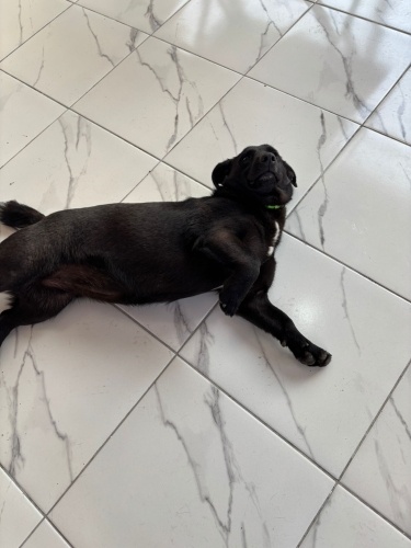 BEAGİ ( BEAGLE-CORGİ) MELEZİ ACİİLL ‼️ fotoğraf