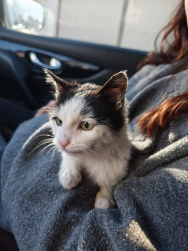 Minnoş yuvar arıyor fotoğraf